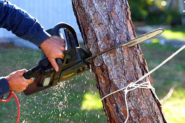 Trusted King Cove, AK Tree Removal Services Experts