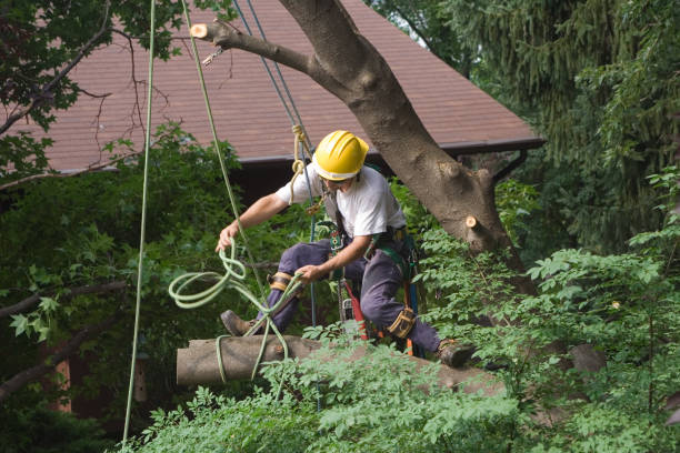 How Our Tree Care Process Works  in  King Cove, AK